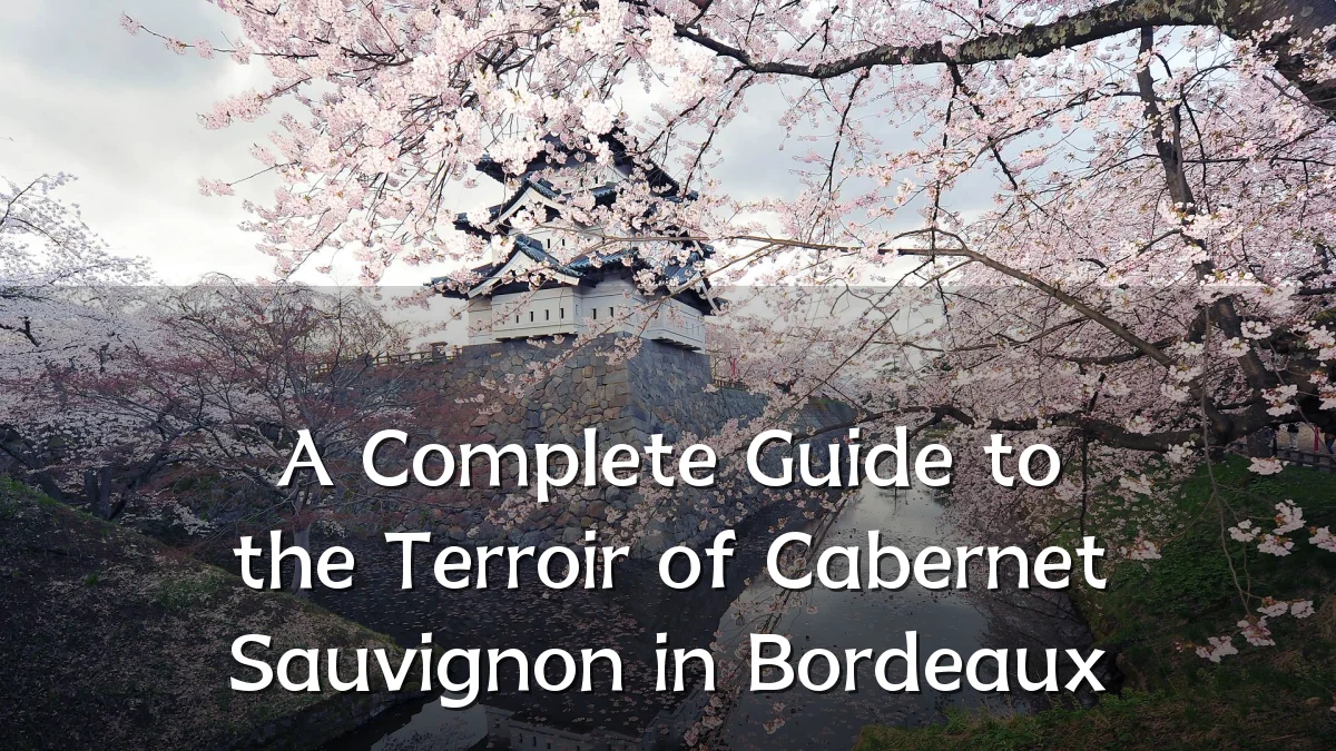 A Complete Guide to the Terroir of Cabernet Sauvignon in Bordeaux