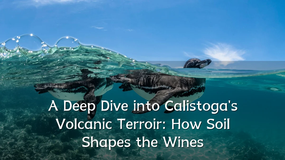 A Deep Dive into Calistoga's Volcanic Terroir: How Soil Shapes the Wines