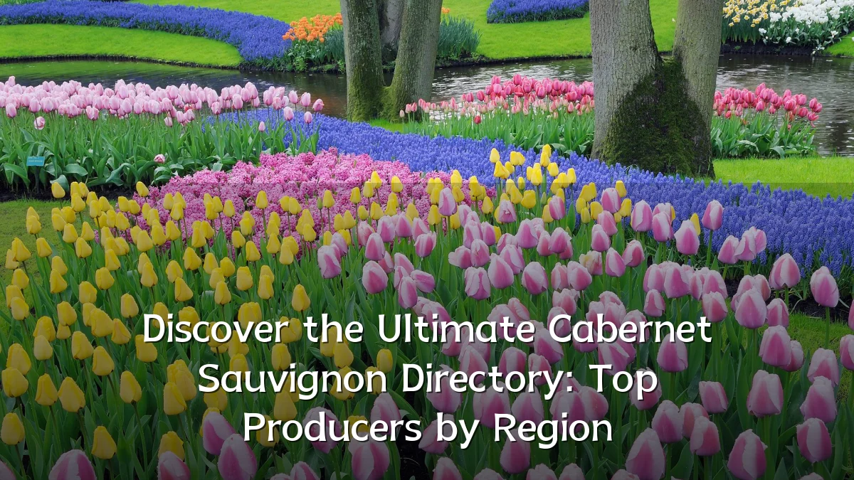Discover the Ultimate Cabernet Sauvignon Directory: Top Producers by Region