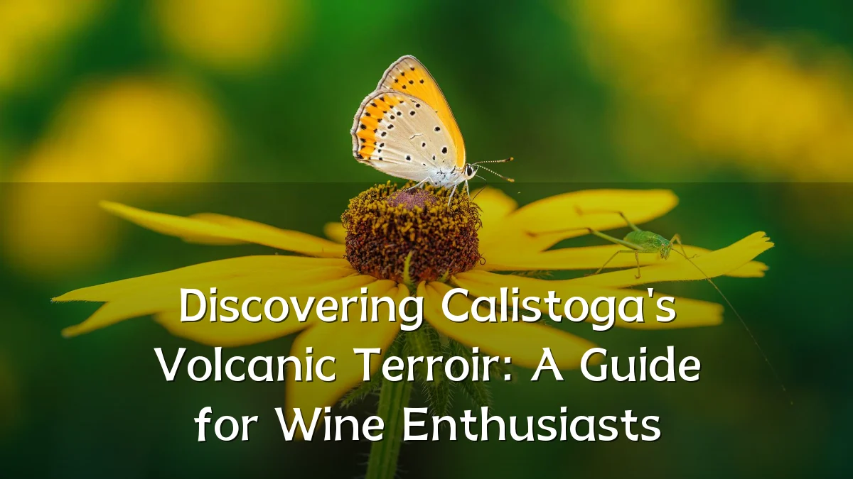 Discovering Calistoga's Volcanic Terroir: A Guide for Wine Enthusiasts