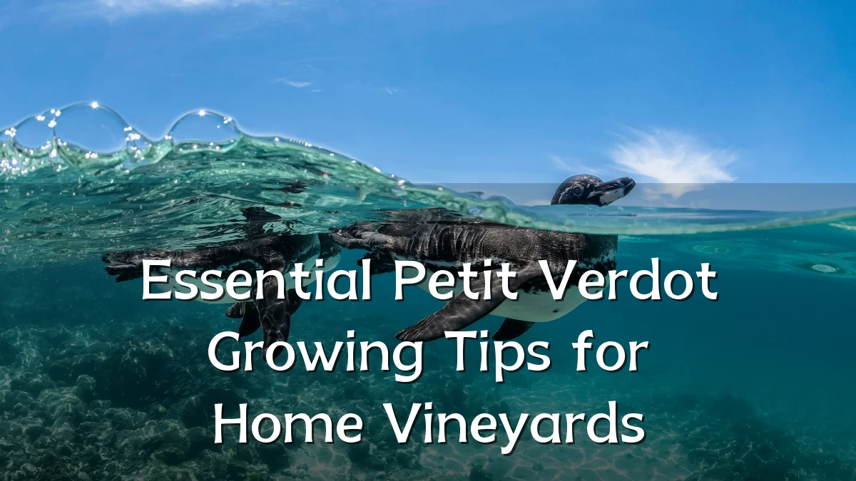 Essential Petit Verdot Growing Tips for Home Vineyards