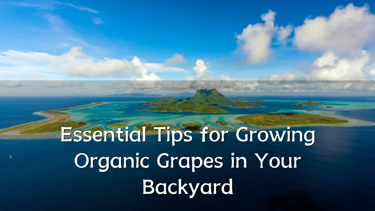 Essential Tips for Growing Organic Grapes in Your Backyard