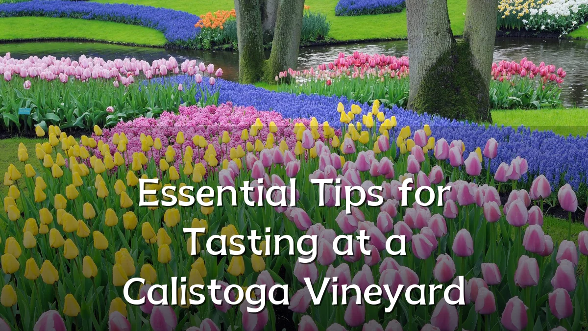 Essential Tips for Tasting at a Calistoga Vineyard