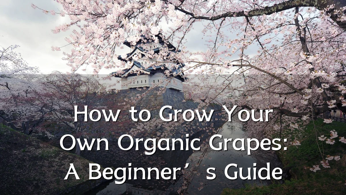 How to Grow Your Own Organic Grapes: A Beginner’s Guide