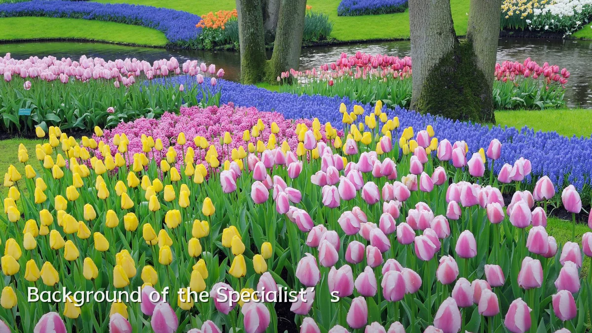 Background of the Specialist’s
