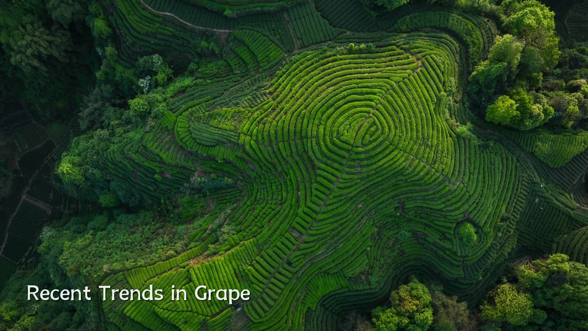 Recent Trends in Grape