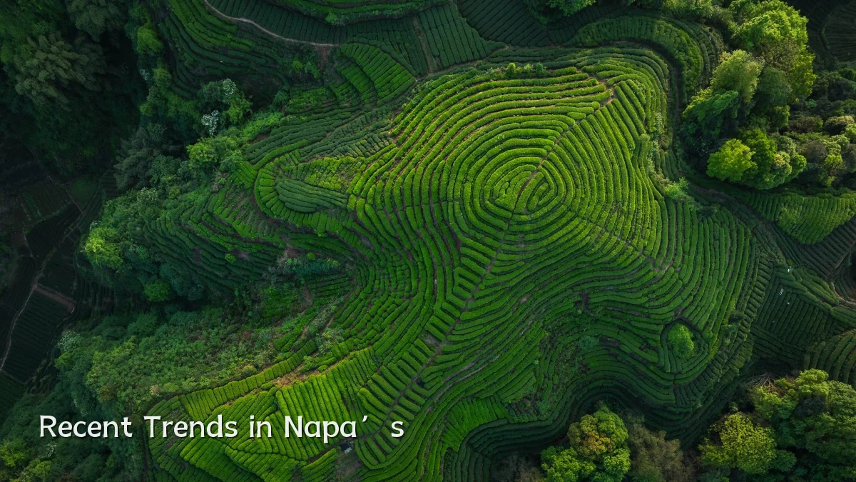 Recent Trends in Napa’s