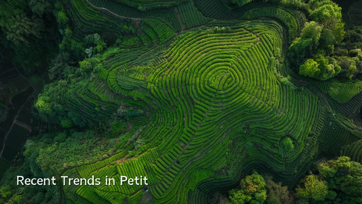 Recent Trends in Petit