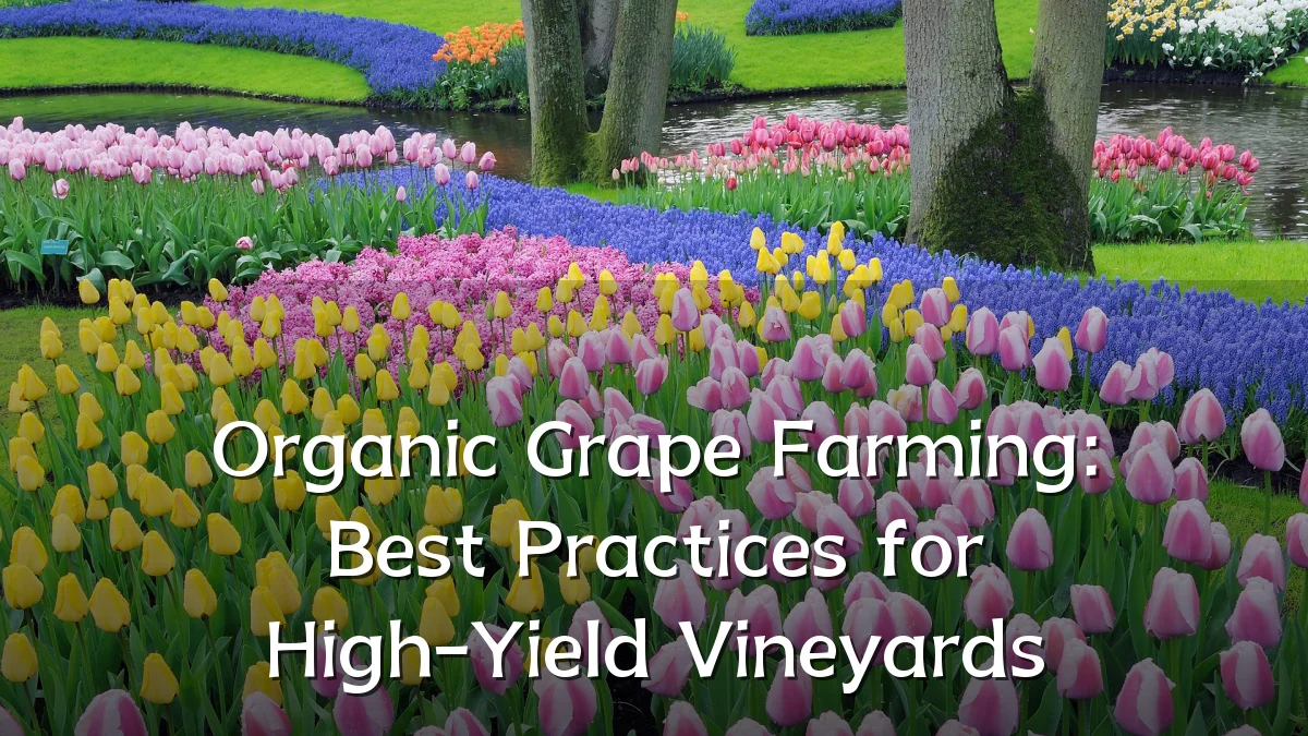 Organic Grape Farming: Best Practices for High-Yield Vineyards