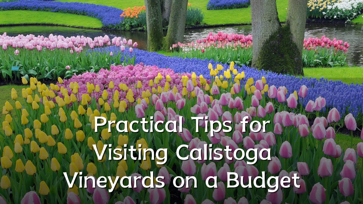 Practical Tips for Visiting Calistoga Vineyards on a Budget