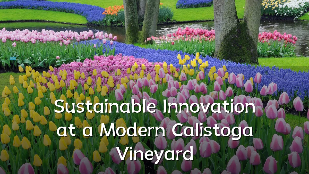 Sustainable Innovation at a Modern Calistoga Vineyard