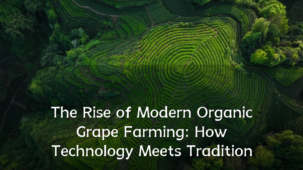 The Rise of Modern Organic Grape Farming: How Technology Meets Tradition