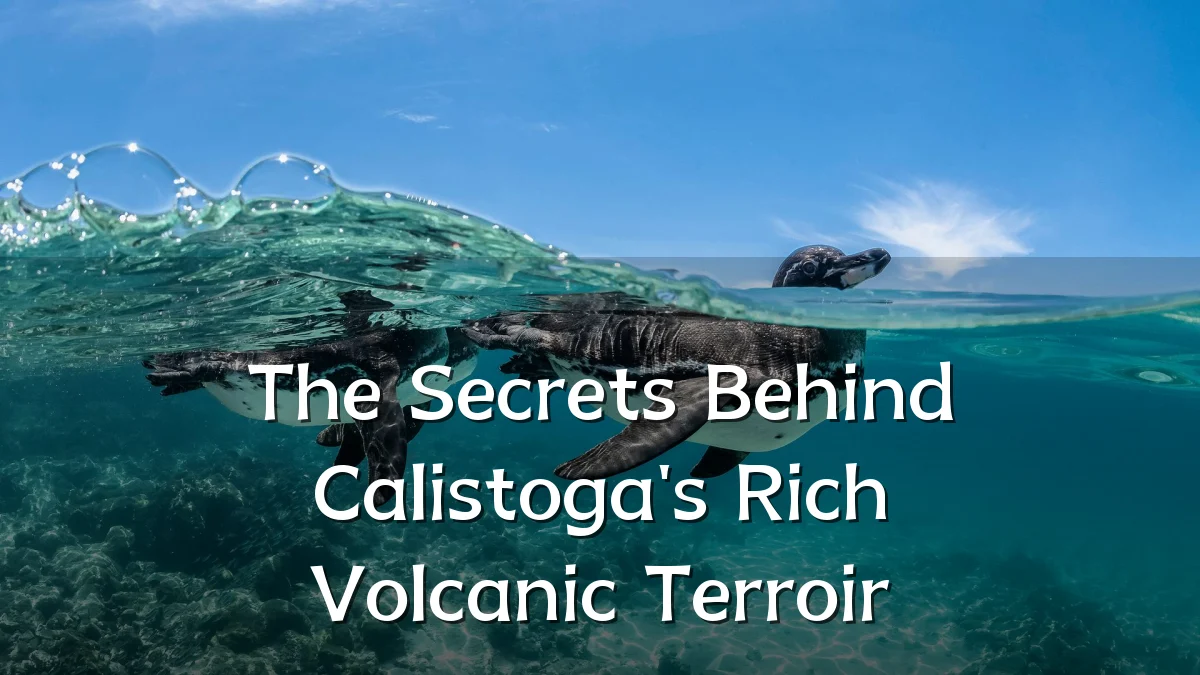 The Secrets Behind Calistoga's Rich Volcanic Terroir