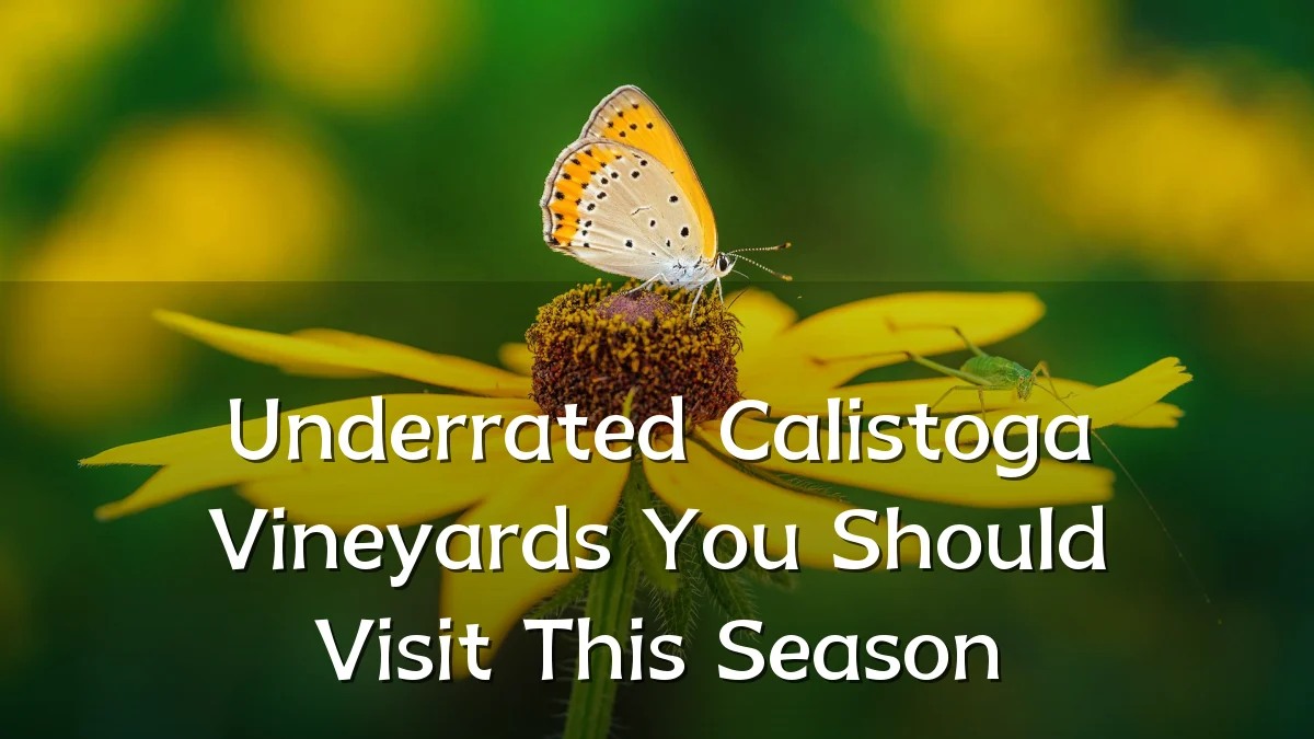 Underrated Calistoga Vineyards You Should Visit This Season