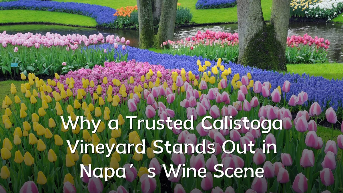 Why a Trusted Calistoga Vineyard Stands Out in Napa’s Wine Scene
