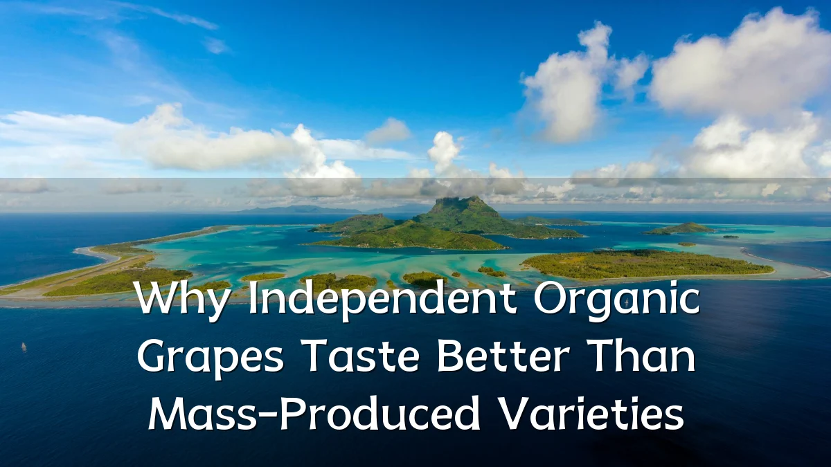 Why Independent Organic Grapes Taste Better Than Mass-Produced Varieties