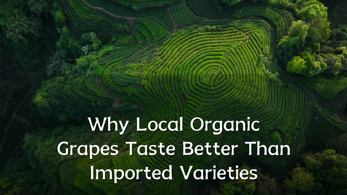 Why Local Organic Grapes Taste Better Than Imported Varieties
