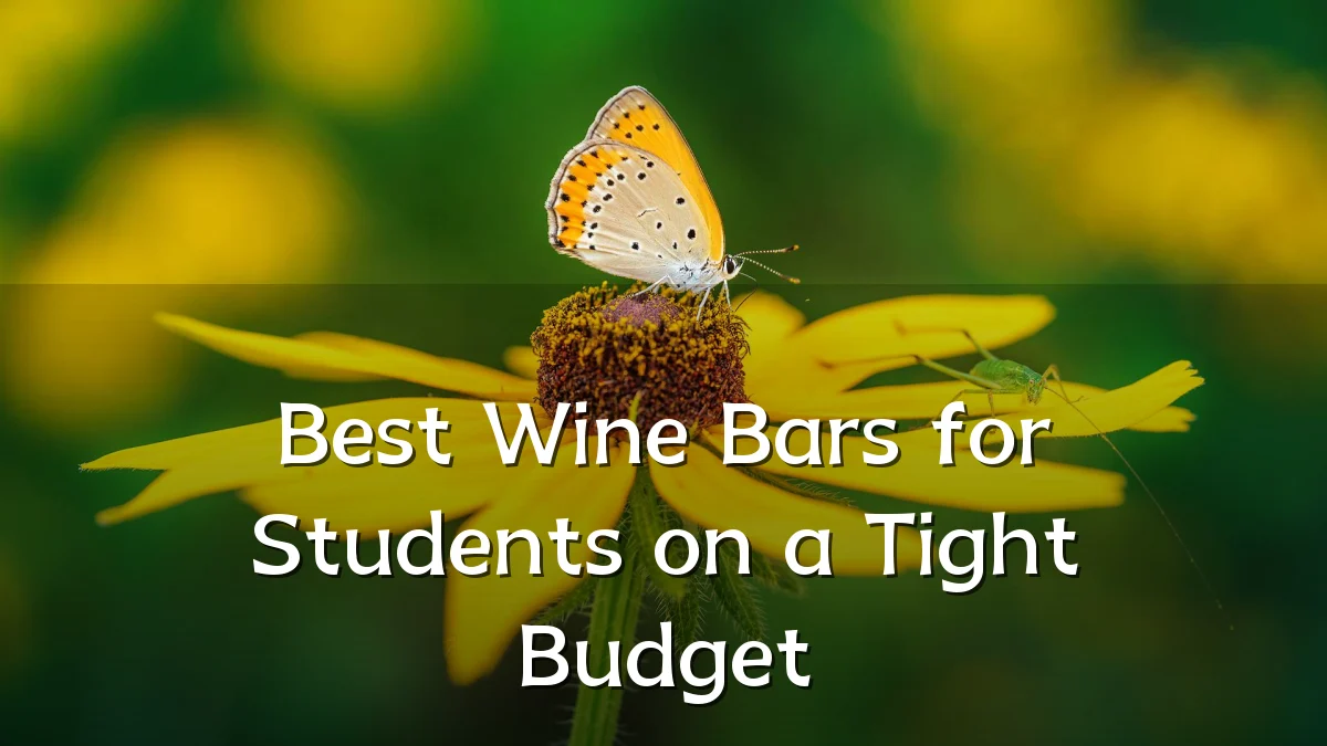 Best Wine Bars for Students on a Tight Budget