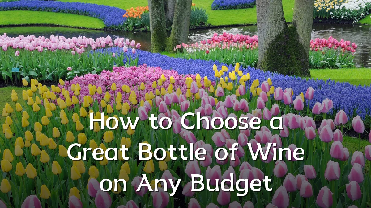 How to Choose a Great Bottle of Wine on Any Budget