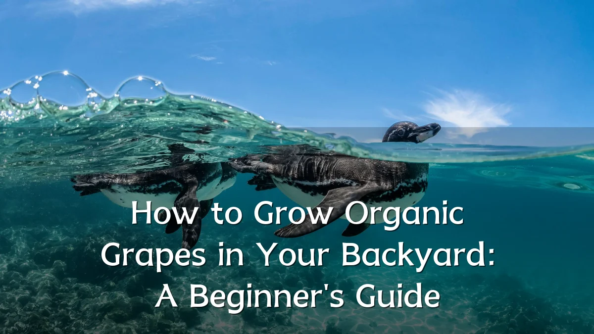 How to Grow Organic Grapes in Your Backyard: A Beginner's Guide