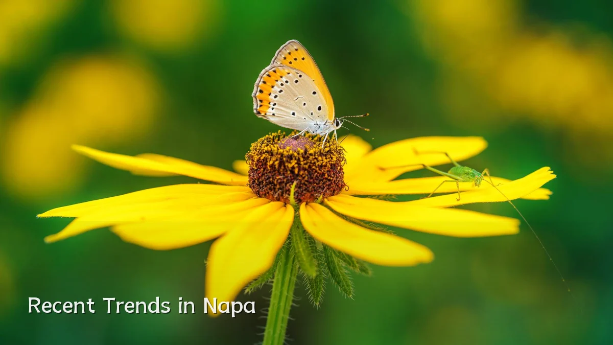 Recent Trends in Napa