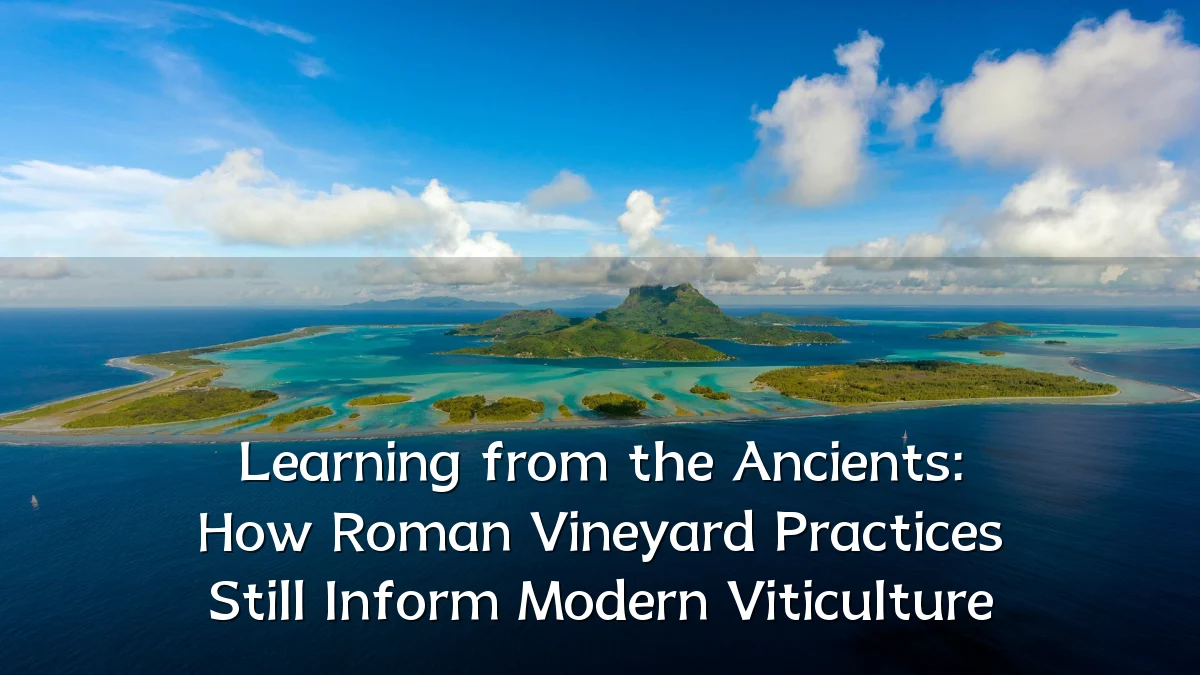 Learning from the Ancients: How Roman Vineyard Practices Still Inform Modern Viticulture