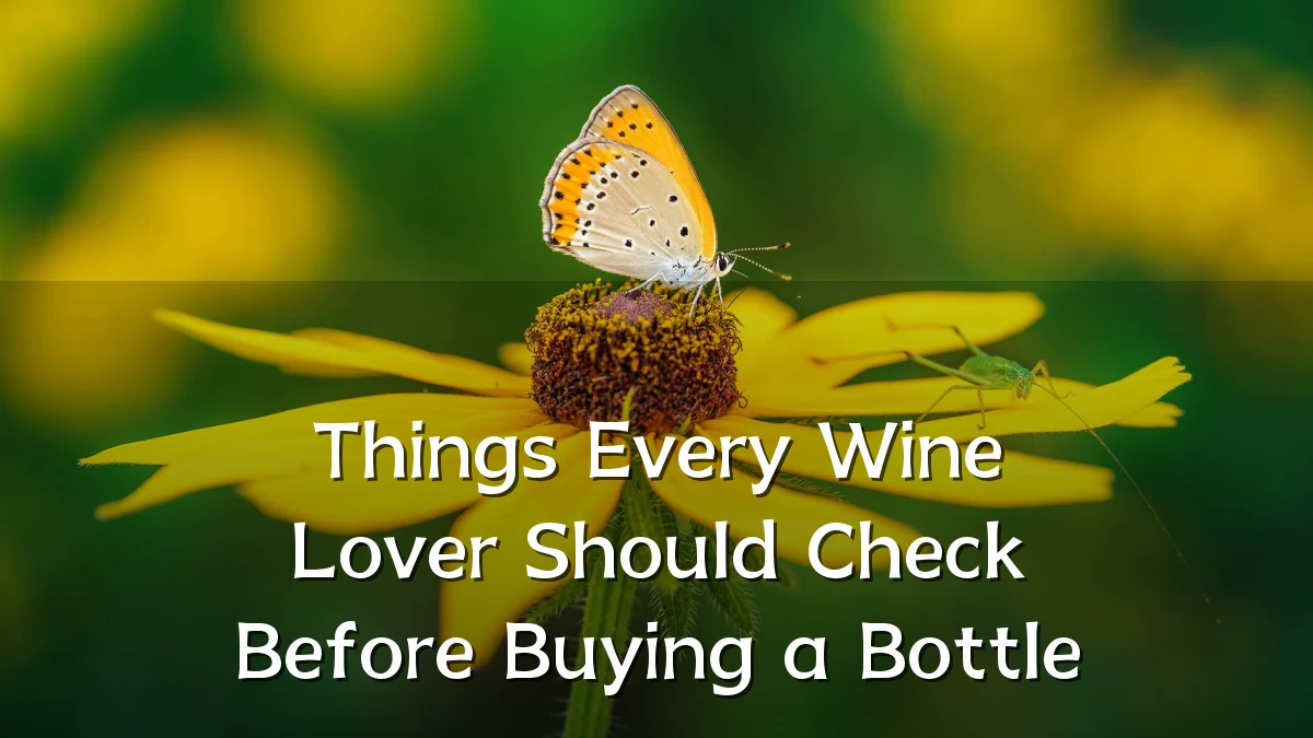 Things Every Wine Lover Should Check Before Buying a Bottle