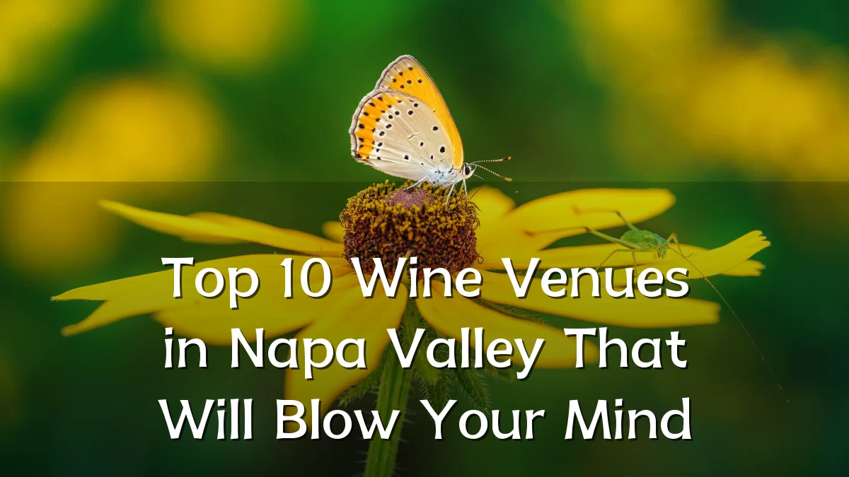 Top 10 Wine Venues in Napa Valley That Will Blow Your Mind