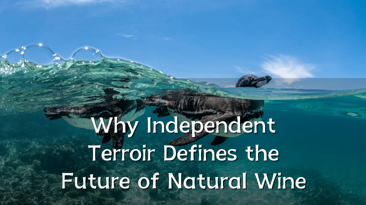 Why Independent Terroir Defines the Future of Natural Wine