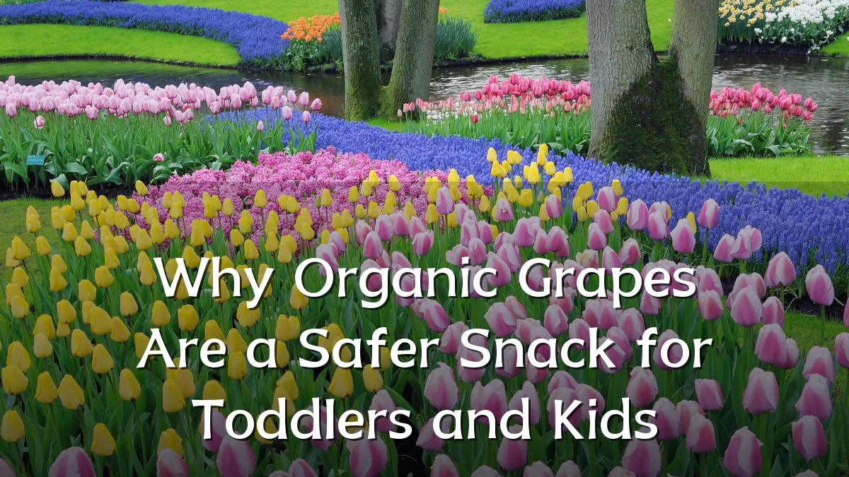 Why Organic Grapes Are a Safer Snack for Toddlers and Kids